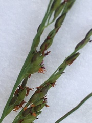 Sorghum