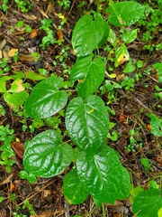 Gonolobus suberosus