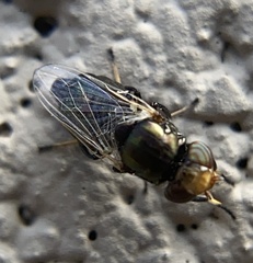 Physiphora alceae