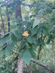 Fraxinus pennsylvanica subintegerrima