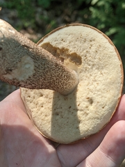 Leccinum