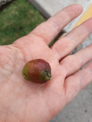 Psidium cattleyanum