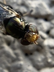 Physiphora alceae