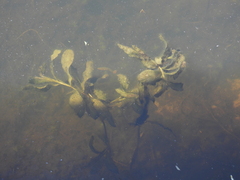 Potamogeton lucens