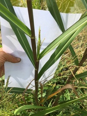 Sorghum