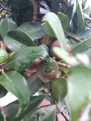 Psidium cattleyanum