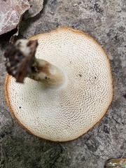 Polyporus tuberaster