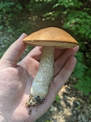 Leccinum