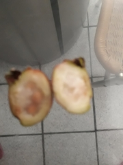 Psidium cattleyanum