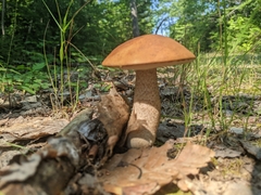 Leccinum