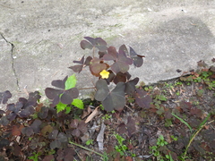 Oxalis stricta rufa