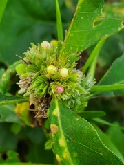 Andricus quercusfrondosus