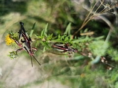 Sphenarium