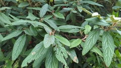 Viburnum rhytidophyllum