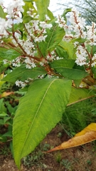 Koenigia polystachya