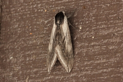 Sphinx perelegans