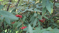 Viburnum rhytidophyllum