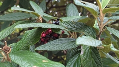 Viburnum rhytidophyllum