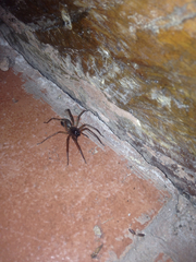 Corinninae