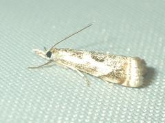 Microcrambus