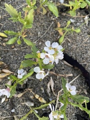 Cakile arctica