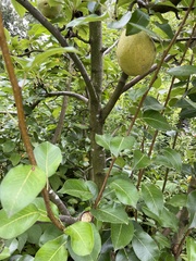 Pyrus