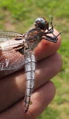 Libellula fulva