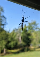 Xoridinae
