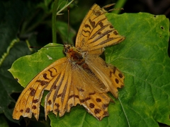 Argynnis paphia