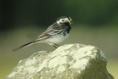 Motacilla alba yarrellii