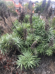 Echium