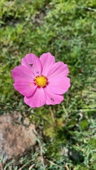Cosmos bipinnatus