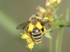 Andrena hirticincta