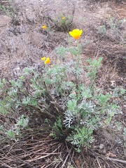 Eschscholzia californica