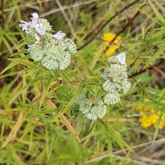 Pycnanthemum