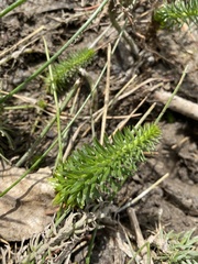 Hippuris vulgaris