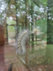 Hyphantria cunea