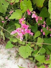 Antigonon leptopus