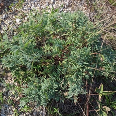 Tephrosia virginiana