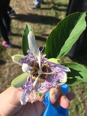 Passiflora incarnata