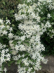 Clematis terniflora terniflora