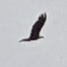 Haliaeetus leucocephalus