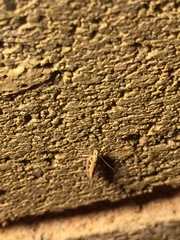 Ornativalva erubescens