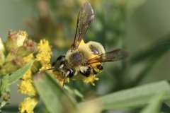 Andrena hirticincta