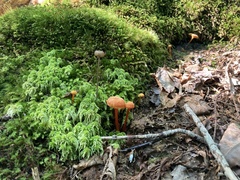 Hygrocybe cantharellus