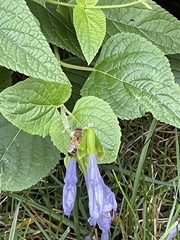Apis mellifera
