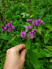 Vernonia gigantea