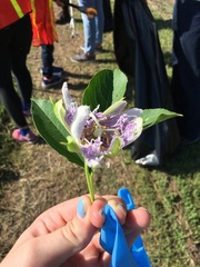 Passiflora incarnata