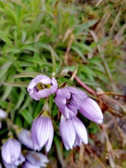 Gentianella