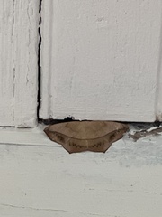 Prochoerodes lineola